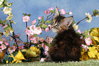 Maine Coon kitten