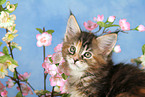 Maine Coon kitten