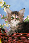 Maine Coon kitten