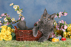 young Maine Coon