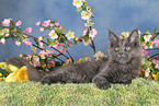 young Maine Coon