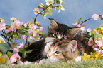 Maine Coon Kitten