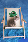 Maine Coon Kitten in deckchair