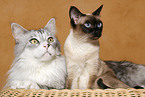 Maine Coon and Thai