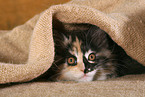 Maine Coon kitten