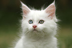 Maine Coon kitten
