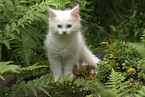 Maine Coon kitten