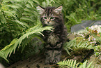 Maine Coon kitten