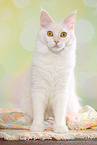 sitting Maine Coon