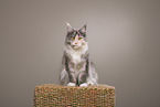 sitting Maine Coon