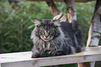 lying Maine Coon