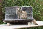 sitting Maine Coon