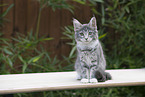 sitting Maine Coon