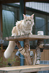 lying Maine Coon
