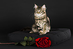 sitting Maine Coon