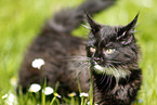 Maine Coon kitten