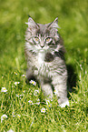 Maine Coon kitten