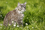 Maine Coon kitten