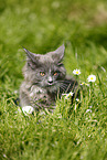Maine Coon kitten