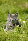 Maine Coon kitten