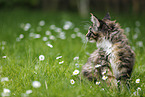Maine Coon kitten