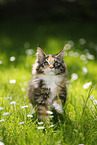Maine Coon kitten
