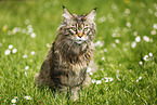 black-torbie-mackerel Maine Coon