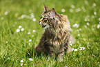black-torbie-mackerel Maine Coon