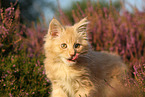 young Maine Coon