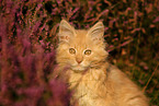young Maine Coon