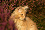 young Maine Coon