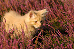 young Maine Coon