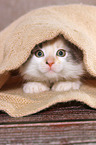 Maine Coon Kitten
