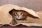 lying Maine Coon Kitten