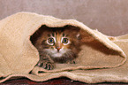 lying Maine Coon Kitten