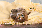 lying Maine Coon Kitten