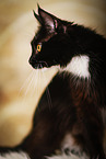 sitting Maine Coon