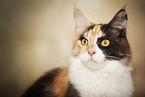 Maine Coon Portrait