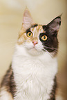 Maine Coon Portrait