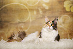 lying Maine Coon