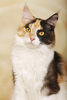 Maine Coon Portrait