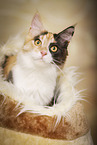 Maine Coon Portrait