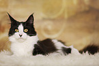 lying Maine Coon