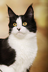 Maine Coon Portrait
