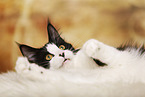 lying Maine Coon
