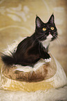 Maine Coon