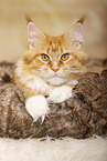 lying Maine Coon