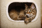 lying Maine Coon