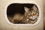 lying Maine Coon
