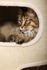 lying Maine Coon